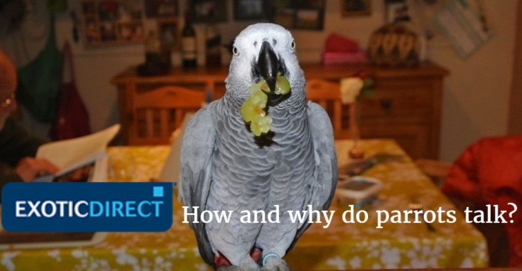 How And Why Do Parrots Talk Best Talking Parrot And Teaching Your Parrot To Talk Exoticdirect