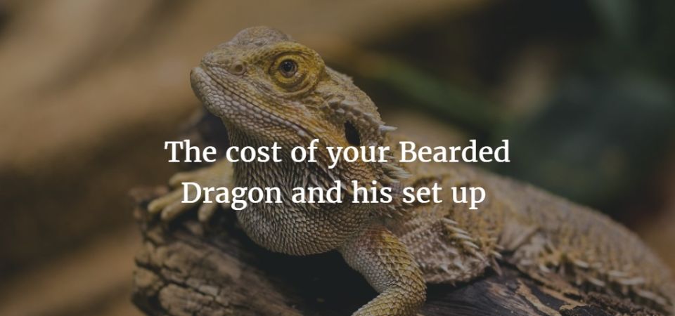 Bearded Dragon Costs How Much It Costs To Own A Bearded Dragon