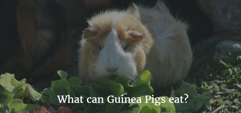 What Natural Foods Can Guinea Pigs Eat What Natural Foods Can Guinea Pigs Eat