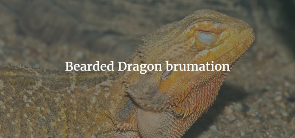 How To Bathe My Baby Bearded Dragon / How Much Should I Feed My 7 Month Old Bearded Dragon Quora : Baby bearded dragons can easily get ill and sto.