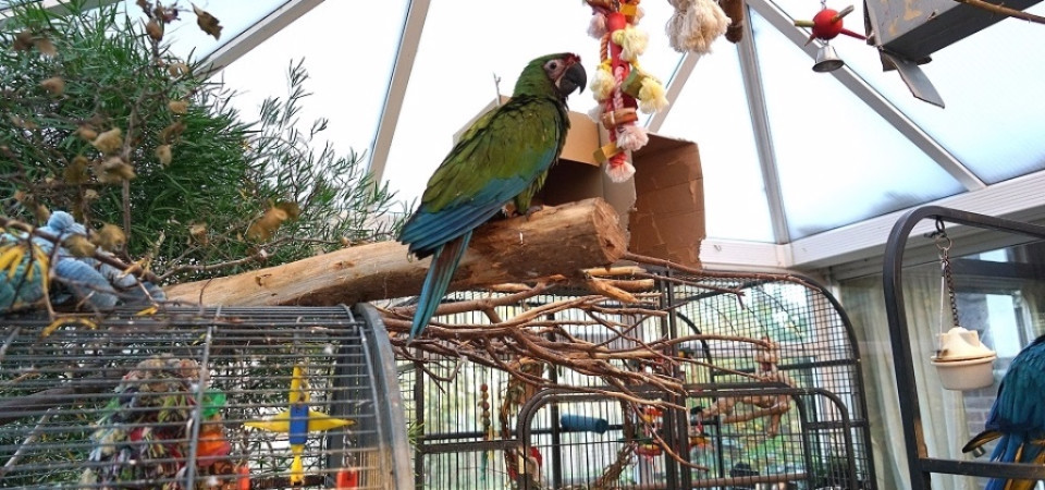 macaw parrot toys