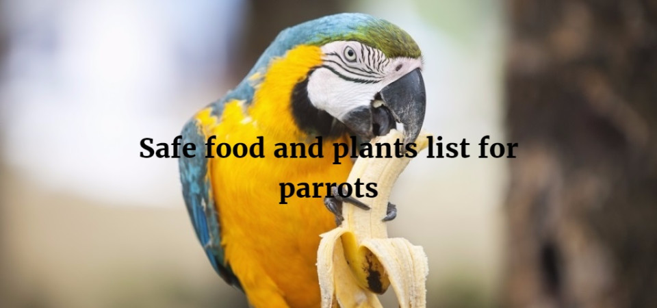 my parrot food