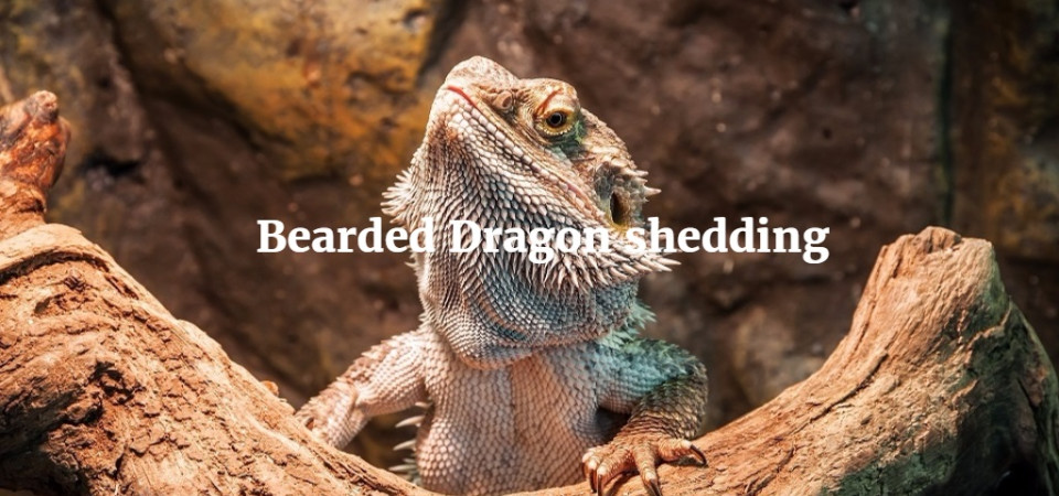 Bearded Dragon Shedding Exoticdirect
