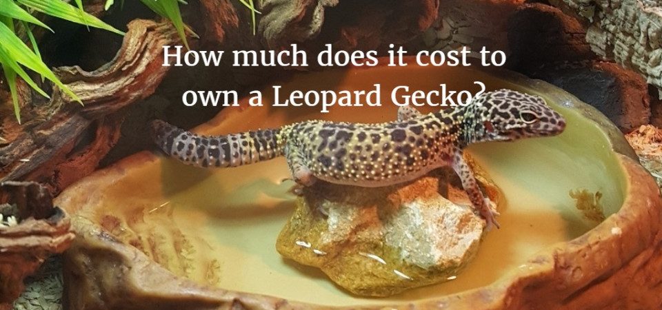 pet gecko price