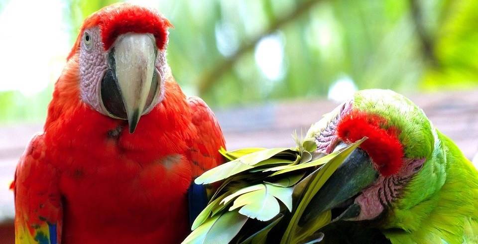 Pet Parrots – Read This Before You Buy Your Birds