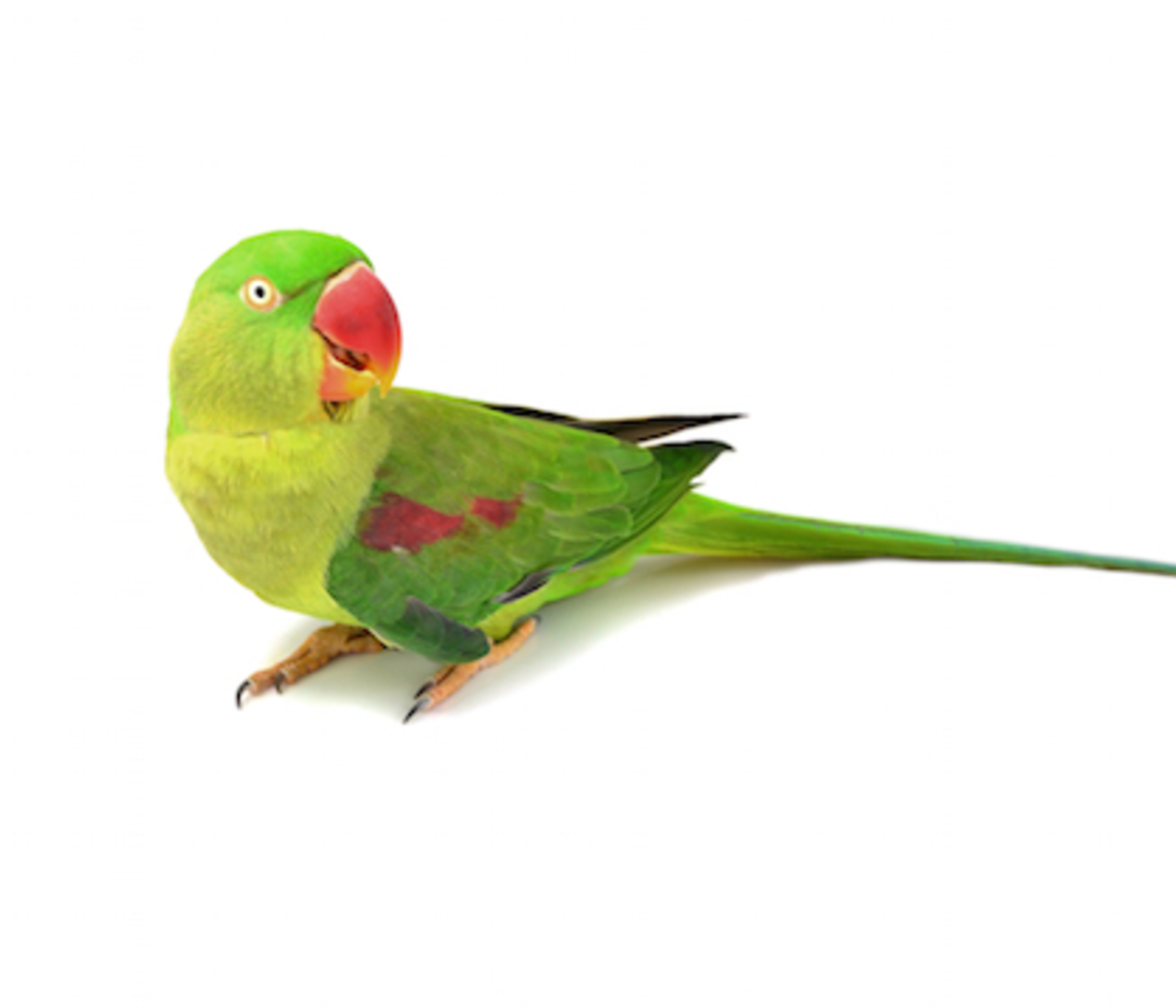 Alexandrine Parrot Insurance - ExoticDirect