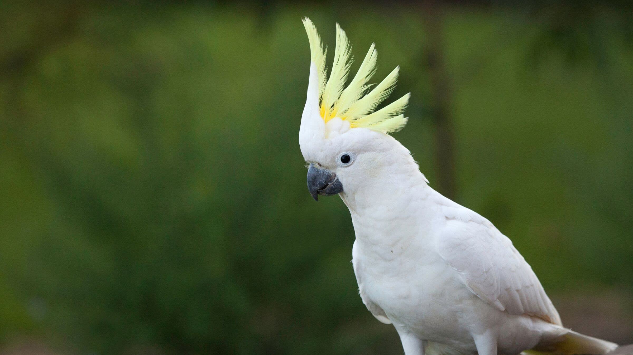 Cockatoo Insurance Hero