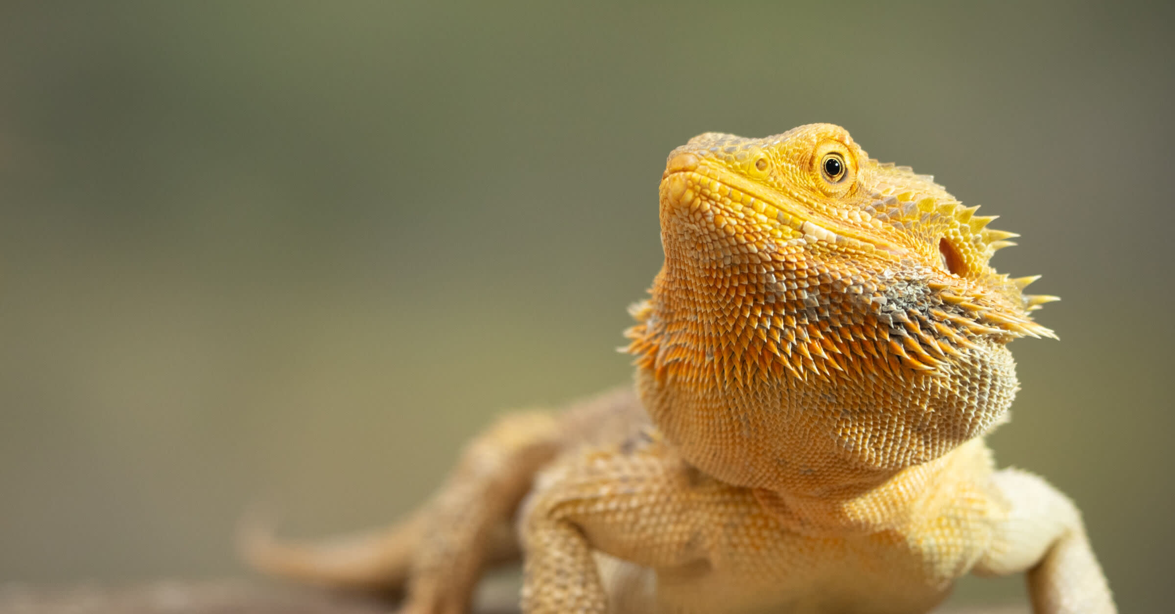 bearded-dragon-insurance-exoticdirect