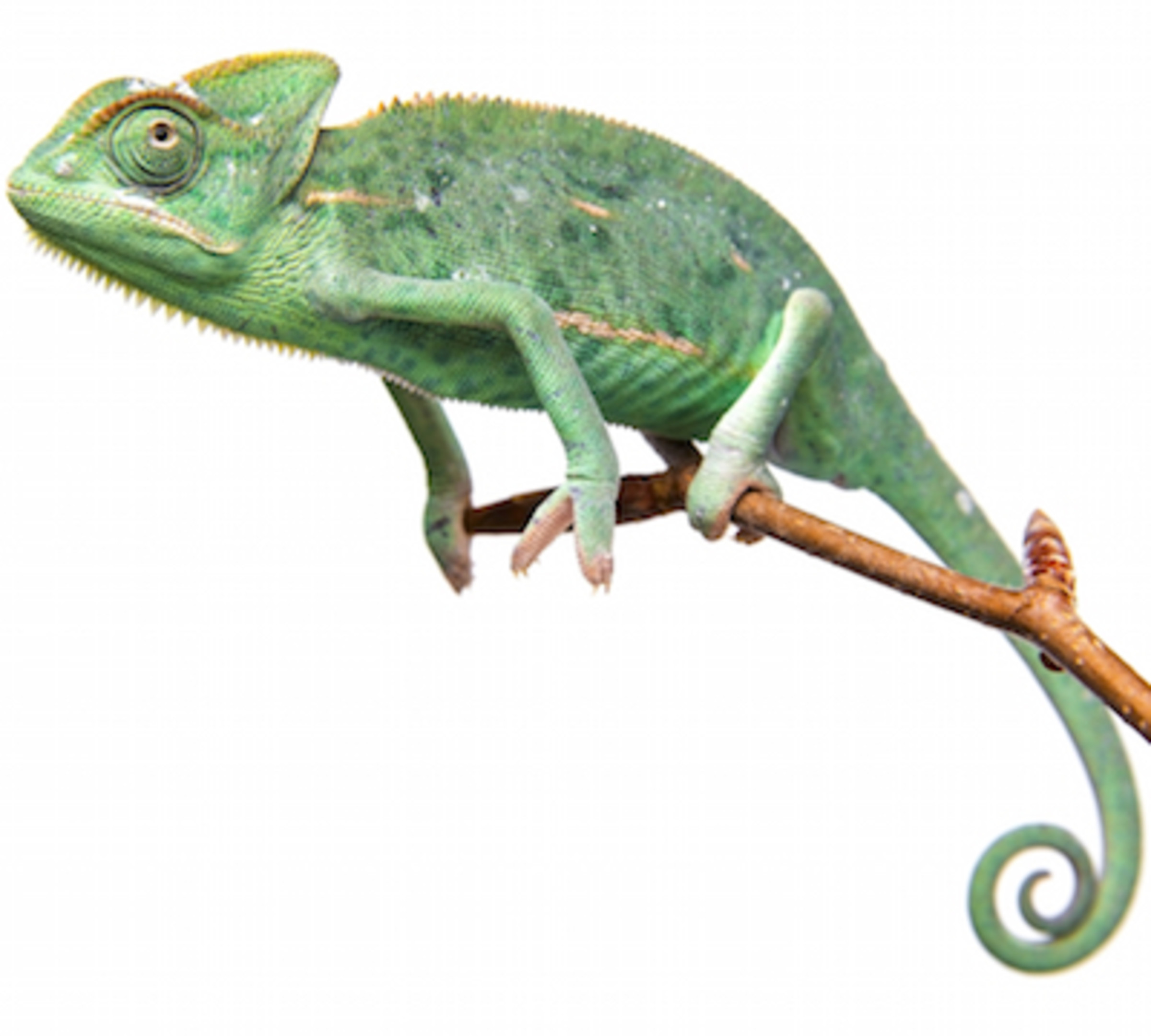 Chameleon Insurance - ExoticDirect