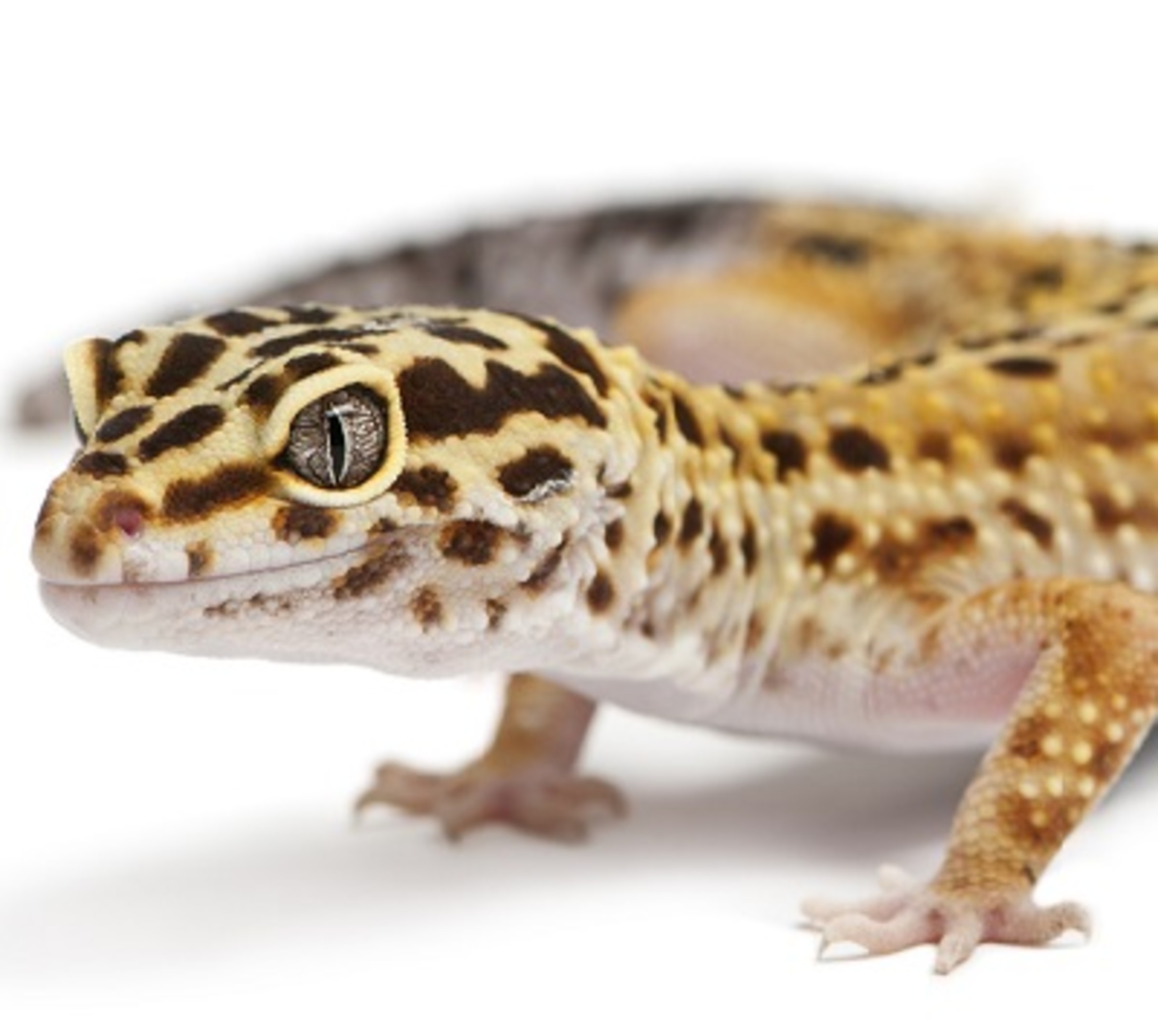 Albums 93+ Pictures picture of a leopard gecko Updated