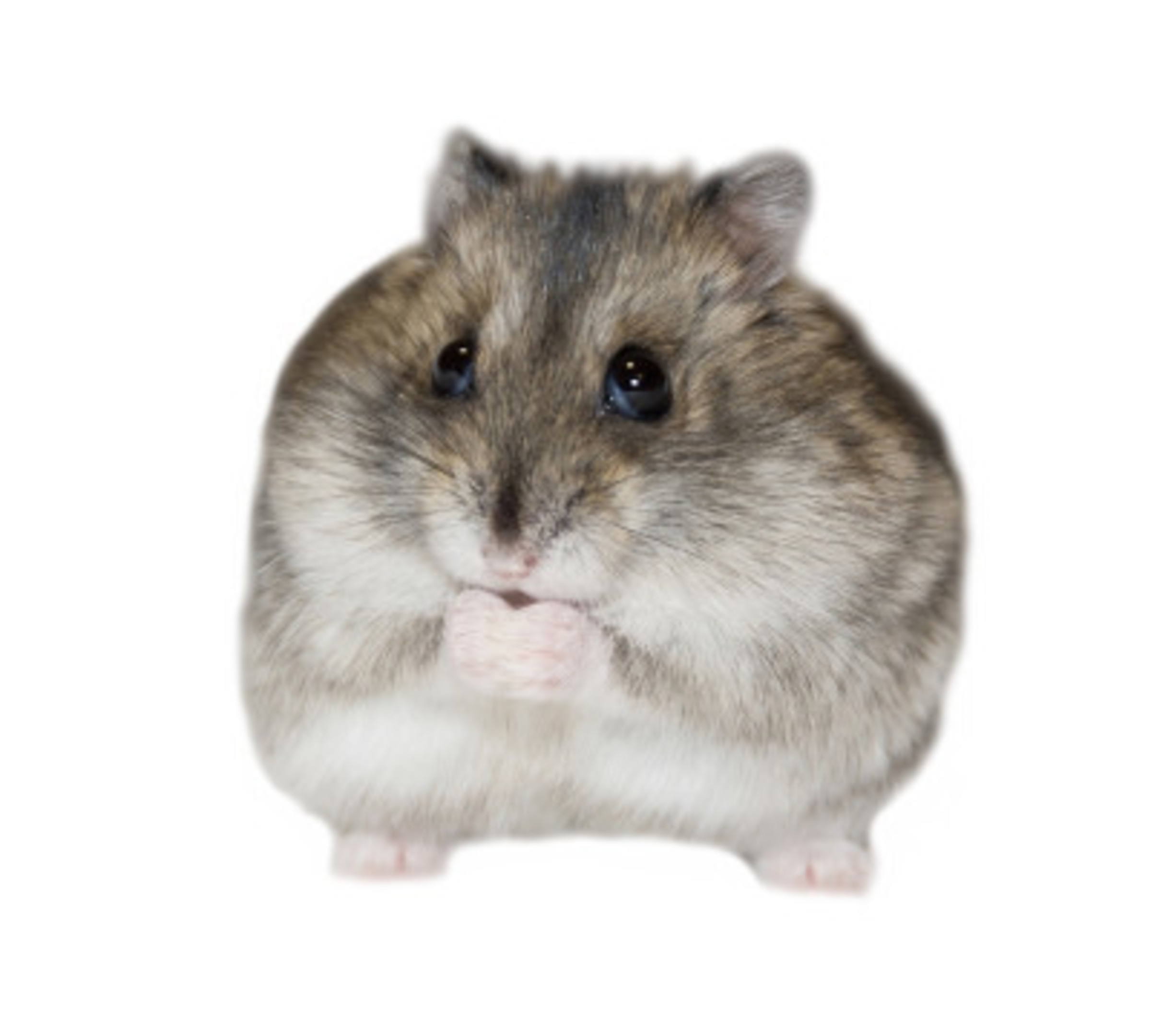 small hamster