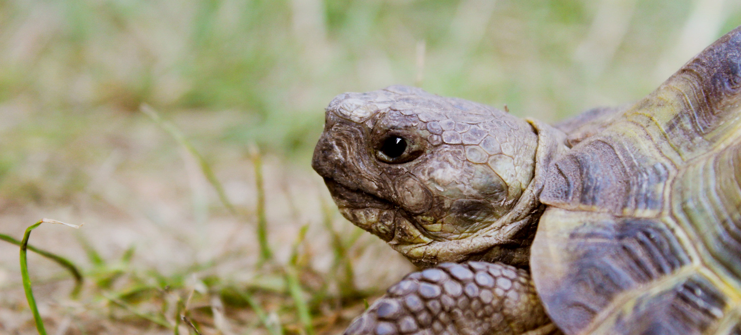 Horsefield Tortoise Insurance Exoticdirect