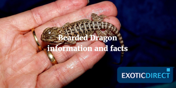 Bearded dragons: facts and photos