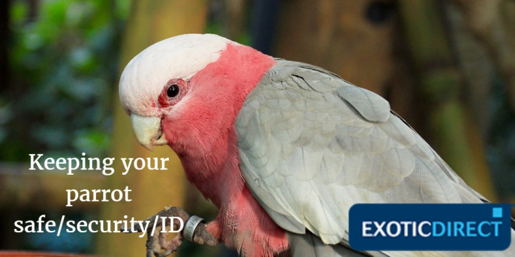 Do you need a licence for a Bird of Prey? - ExoticDirect