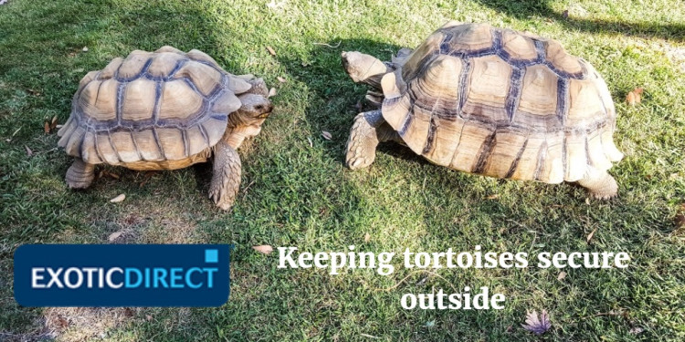 Keeping Tortoises Outside Exoticdirect