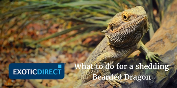 why bearded dragons shed their skin & how to comfort them