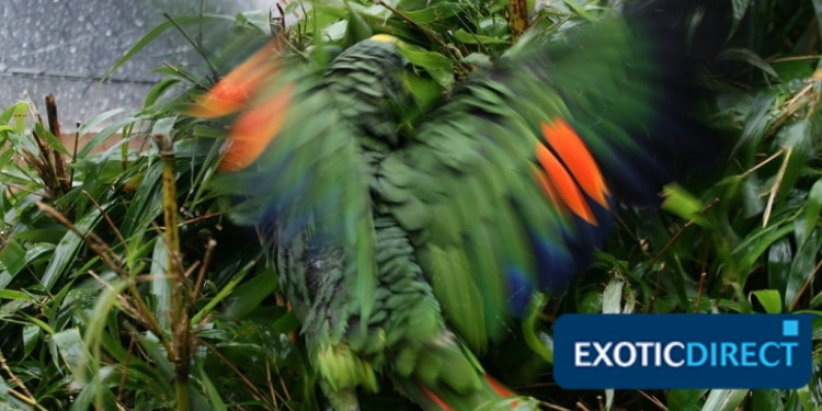 Do you need a licence for a Bird of Prey? - ExoticDirect