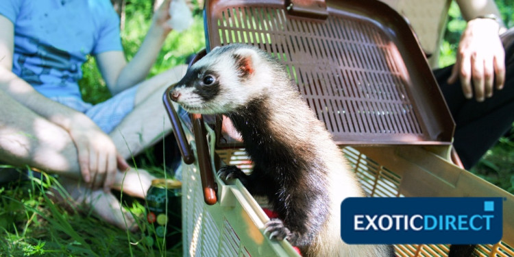 ferret_on_a_picnic_with_her_human_family