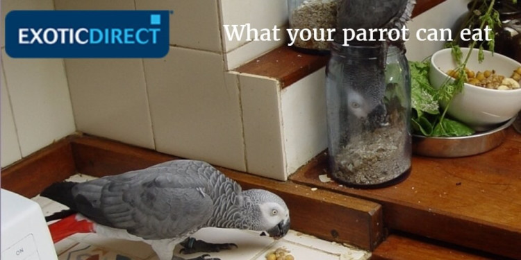 artha_the_african_grey_parrot_eating_her_food