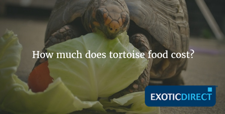 tortoise eating lettuce