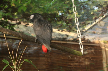 4 FUN AND CHEAP DIY BIRD TOYS 