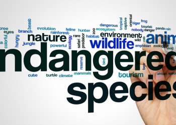 How to apply for a Dangerous Wild Animal licence - ExoticDirect