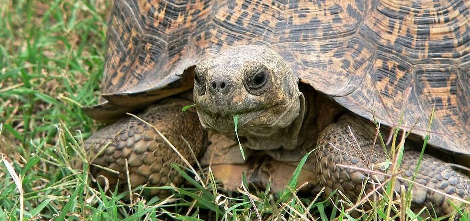 How long do little tortoises live