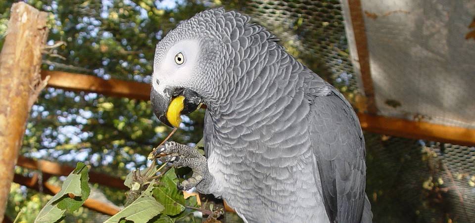 What do parrots eat in the rainforest?