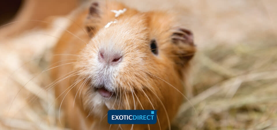 can guinea pigs catch colds from humans