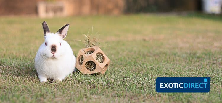 something to stop rabbit chewing on plastic