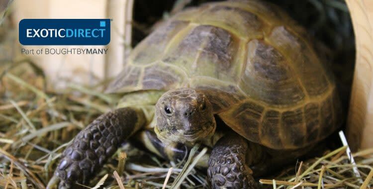 tortoise hay bedding