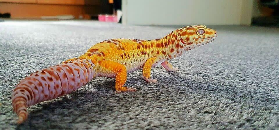 lizard home pet