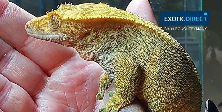 Types of small lizards sales for pets