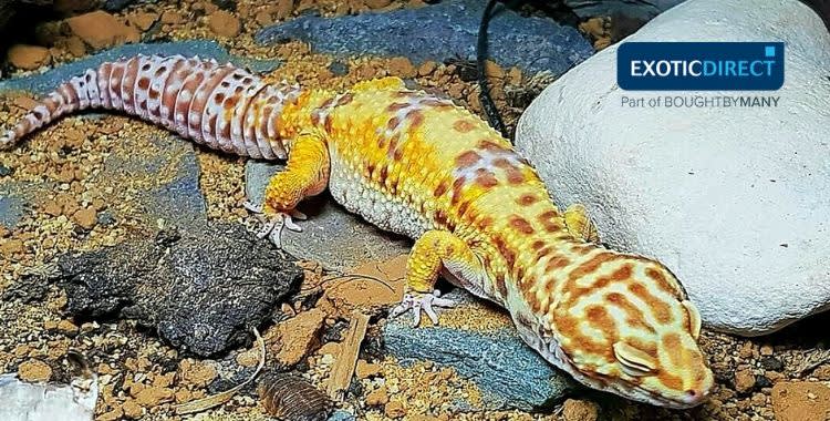 exotic pet lizards