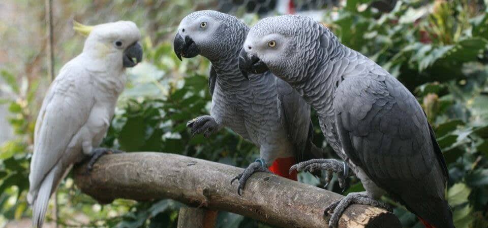 What Parrots Can Live Together Exoticdirect