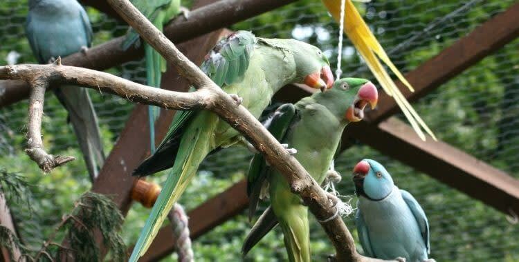 indian green parrot in cage