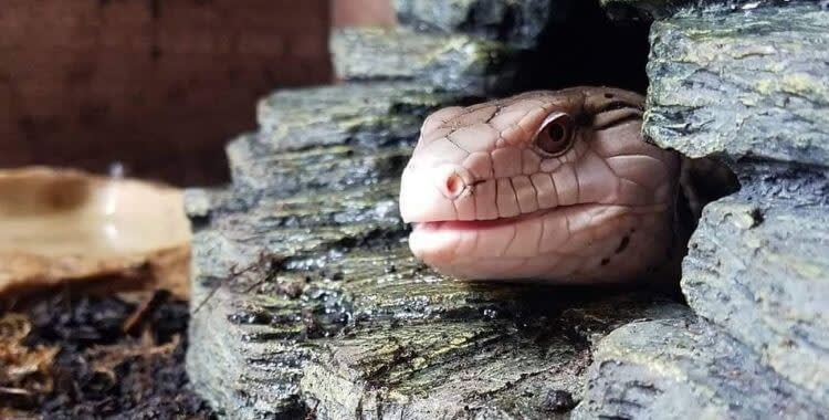 What can Blue-tongued skinks eat?