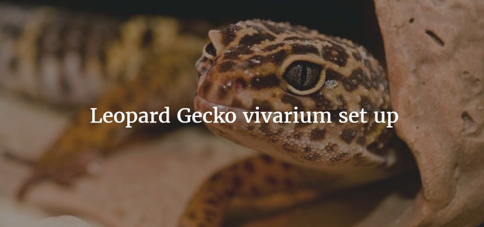 gecko thermostat