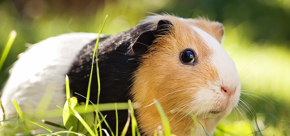 how to keep a guinea pig healthy