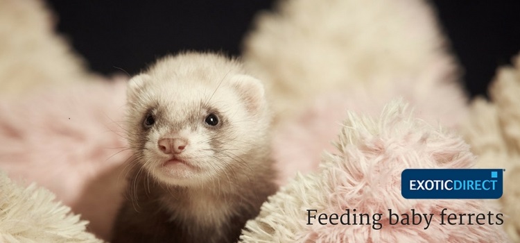 Can guinea pigs eat clearance ferret food