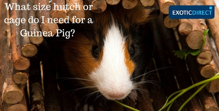 a guinea pig hiding in her hutch