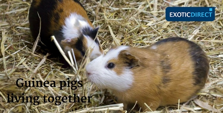 should guinea pigs live together?