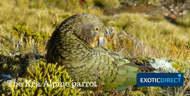 Un pappagallo alpino di Kea