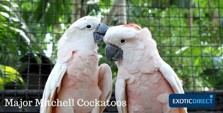 Deux cockatoos Major Mitchell