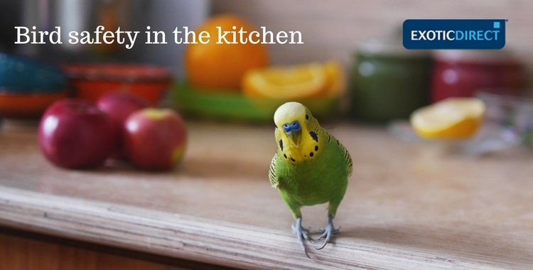 keeping your parrot safe in the kitchen