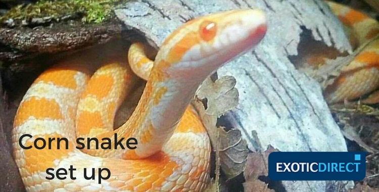 corn snake in a vivarium