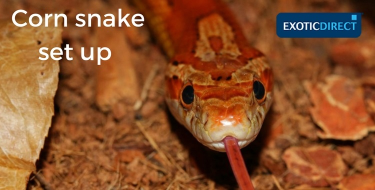 corn snake nestling inside wood chip inside his vivarium