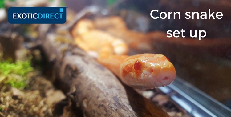 corn snake i ett vivarium