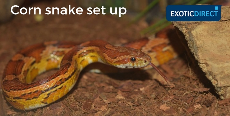 a corn snake in a vivarium near a branch