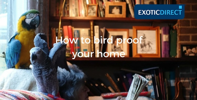 parrots playing in the living room